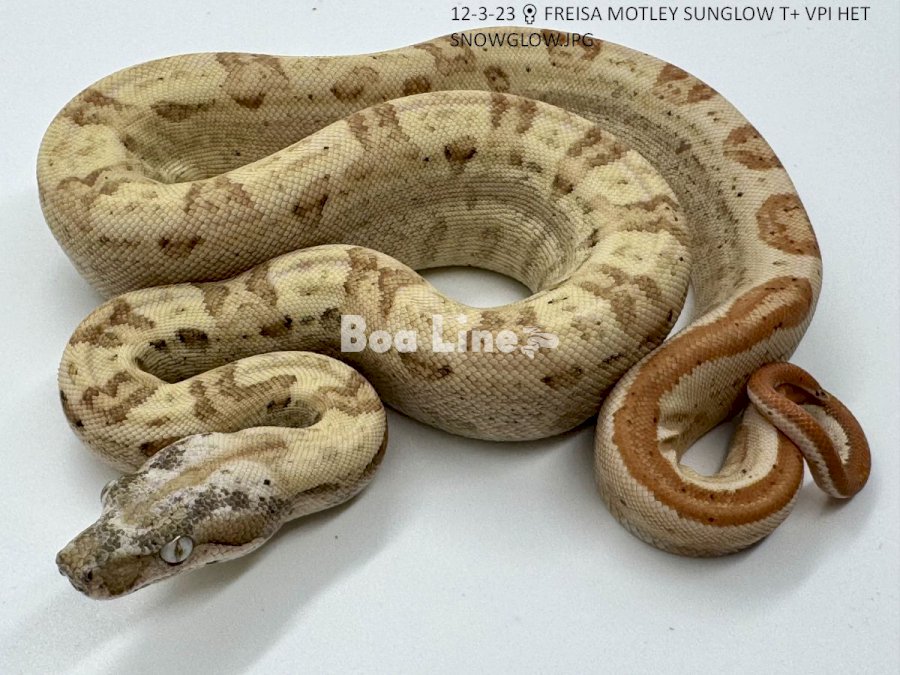 FREISA MOTLEY SUNGLOW T+ VPI HET SNOWGLOW